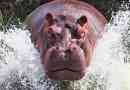 Hippopotamus és víziló - van-e különbség?
